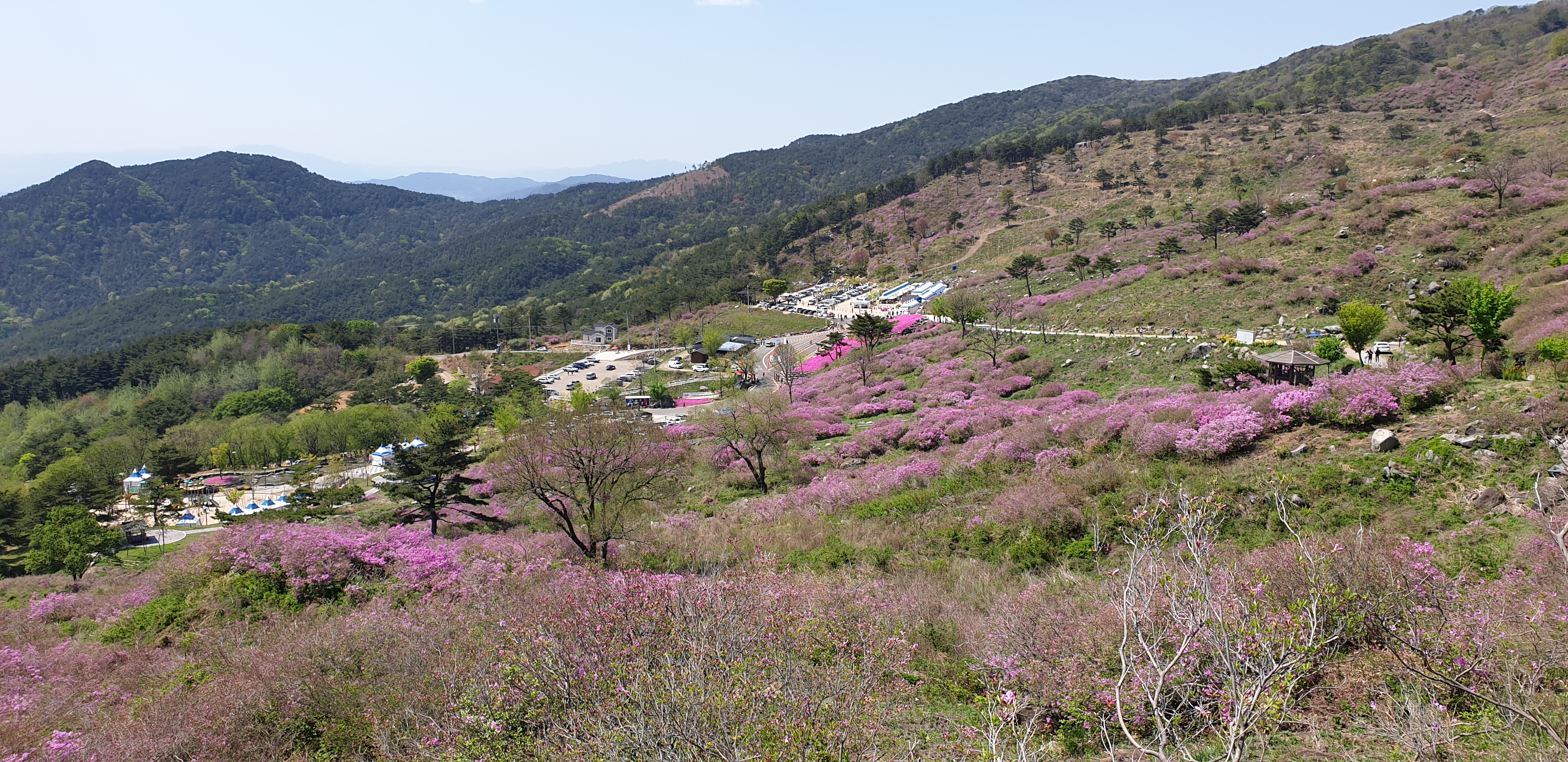 [2019년 제37회 황매산철쭉제]2019.5.3 철쭉개화 현황 2