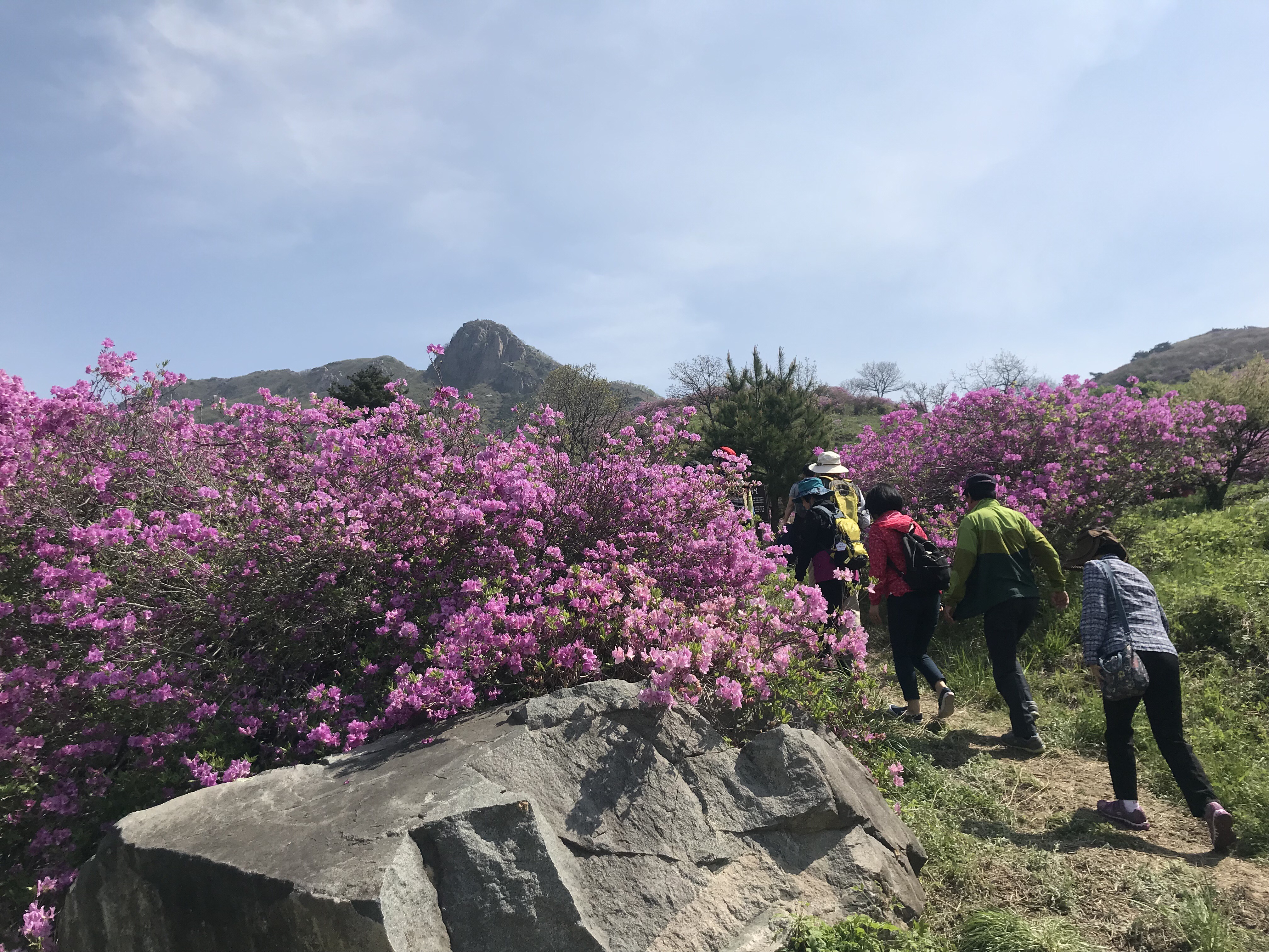 [2019년 제37회 황매산철쭉제]2019.5.5 철쭉개화 현황 2