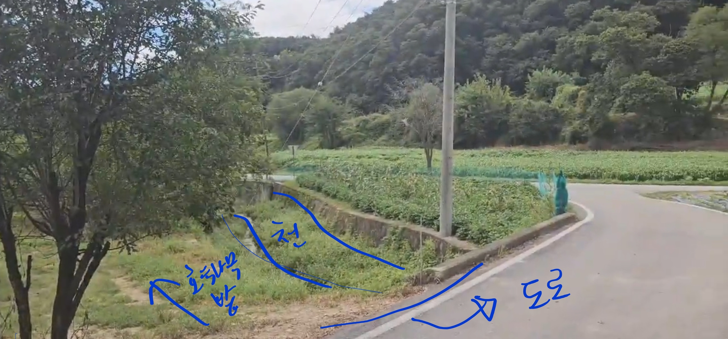 횡성군 갑천면 호두나무밭 매매 2