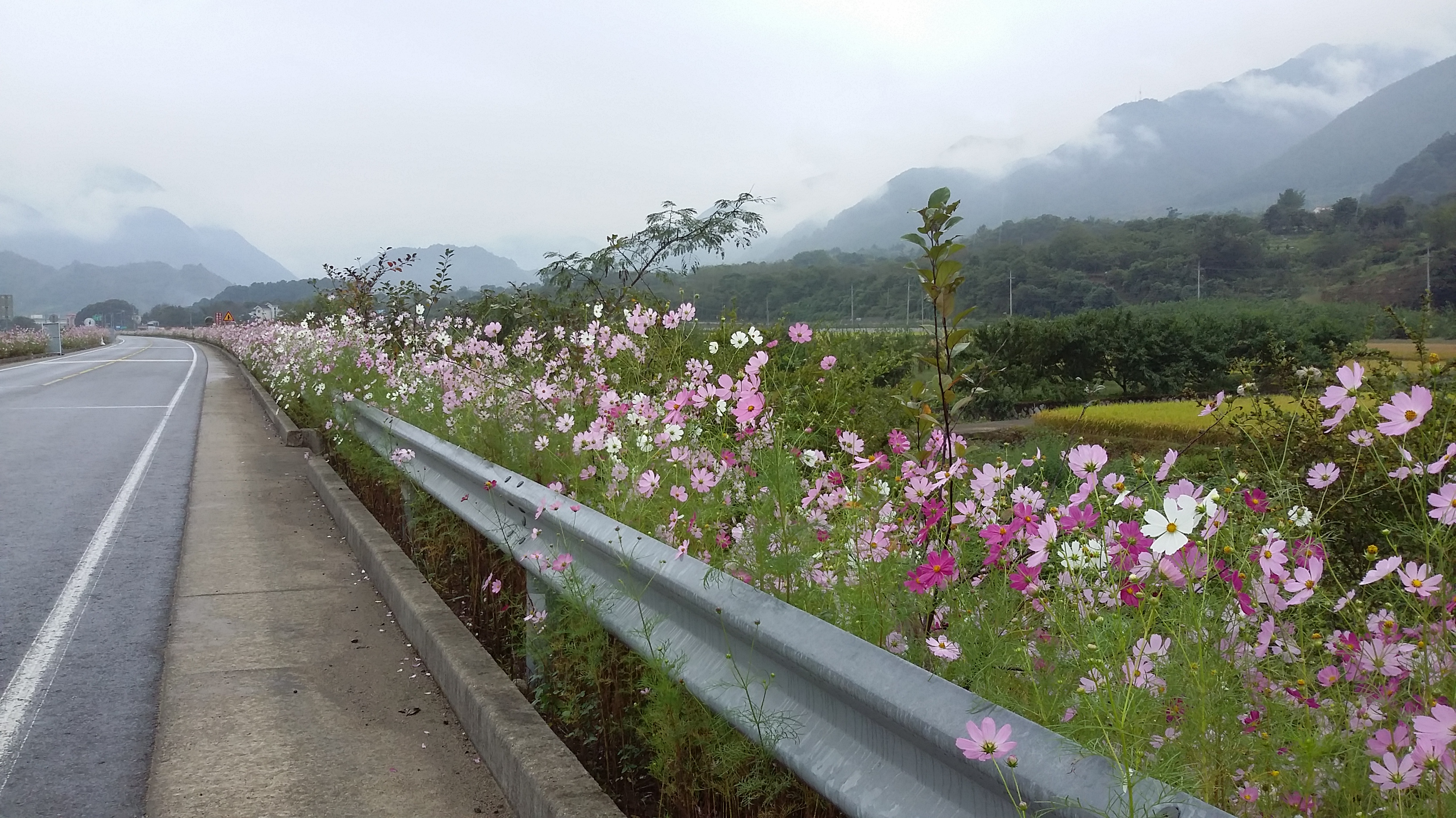 삼장면 코스모스 꽃길 1