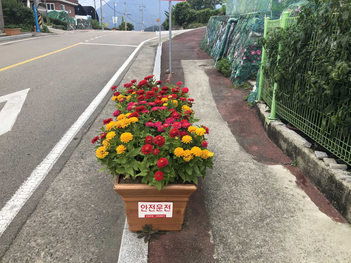 산청읍내 도로변 대형화분 백일홍 구경하러 오세요 1