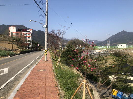 경남주유소 ~ 산청엔흑돼지 구간 꽃복숭아나무 구경하러 오세요 1