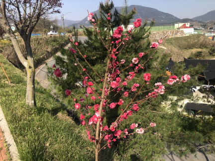 경남주유소 ~ 산청엔흑돼지 구간 꽃복숭아나무 구경하러 오세요 2