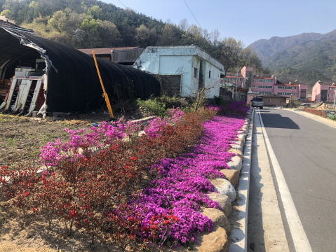 남산마을 회관 옆 꽃길 구경하러 오세요 1