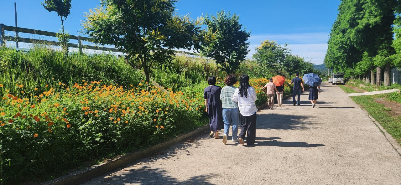 단성면엔 벌써 황하코스모스가 활짝 2