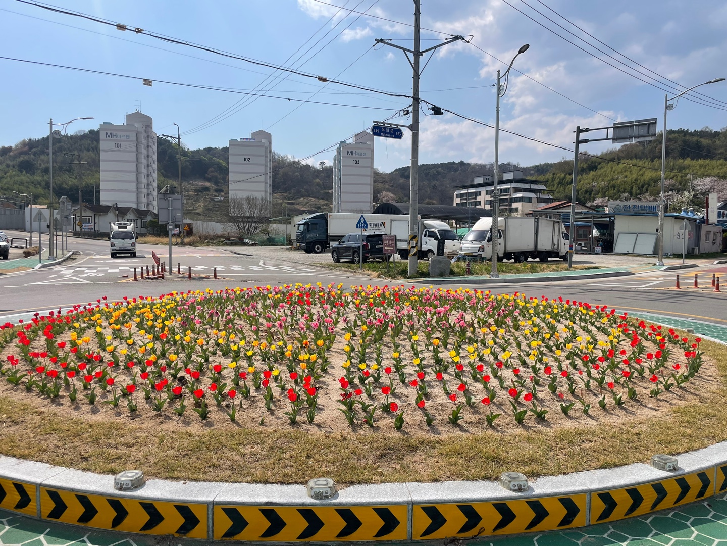 단성면 소재지권 튤립으로 새단장 2