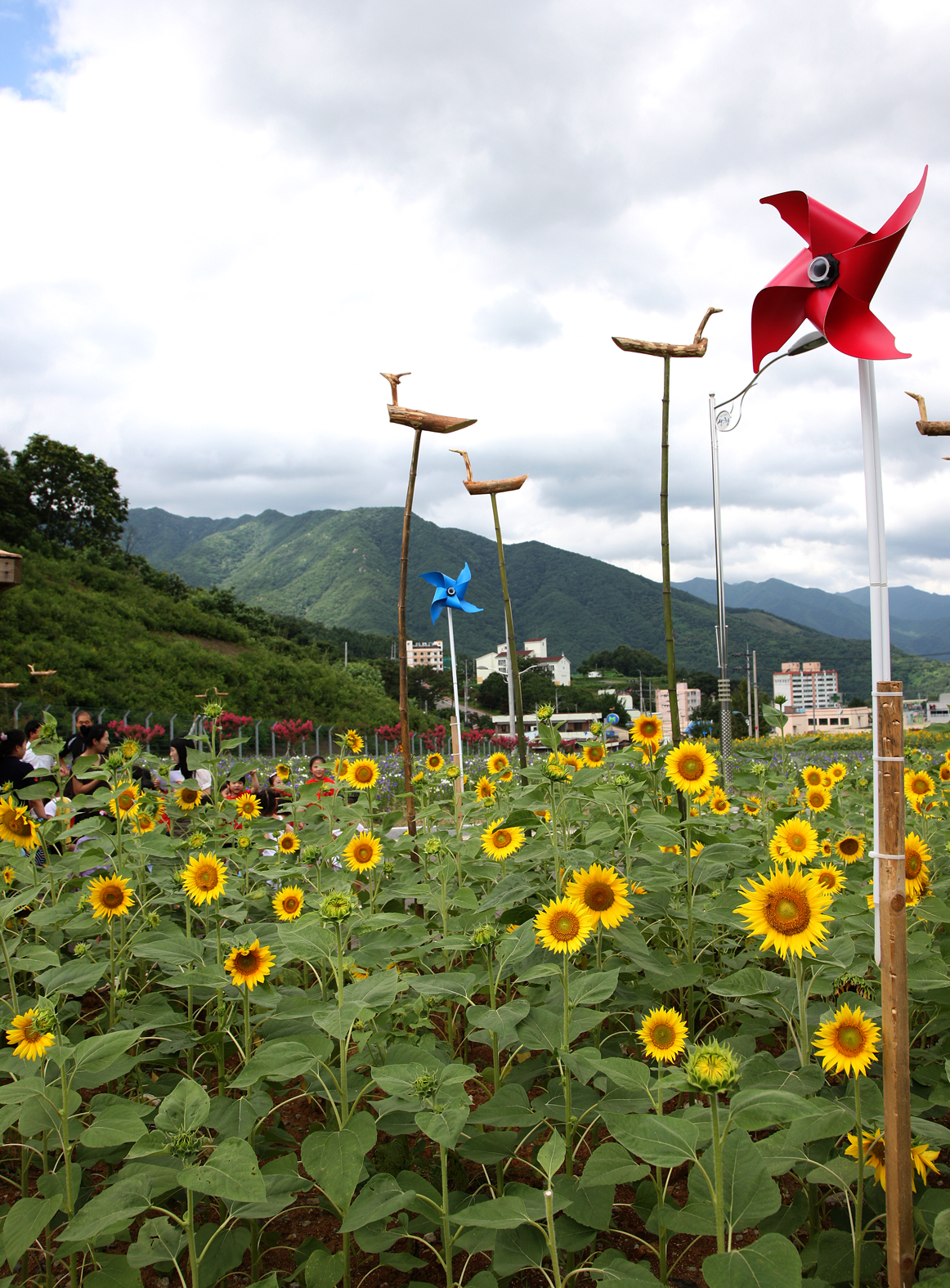 해바라기, 도라지 꽃이 활짝 ^^ 1