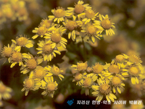 '감국(甘菊)' 이미지