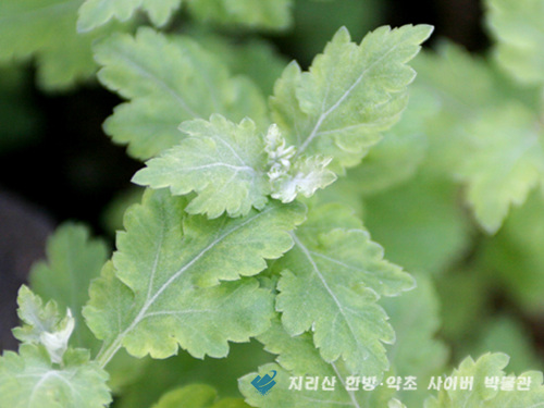 '감국(甘菊)' 이미지