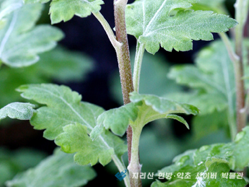 '감국(甘菊)' 이미지