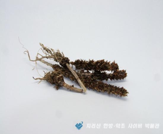 바위솔(와송) 관련이미지