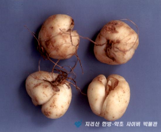 패모 관련이미지