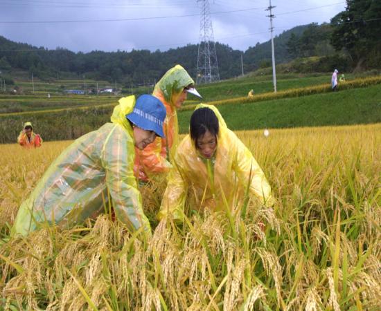 산청메뚜기잡기대회 이미지