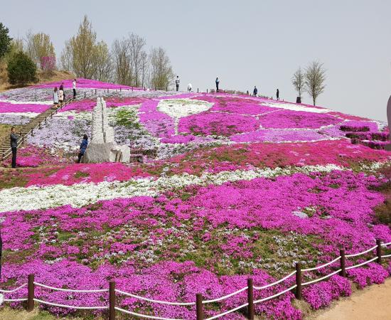 생초국제조각공원 꽃잔디 축제 이미지