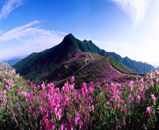 황매산 이미지