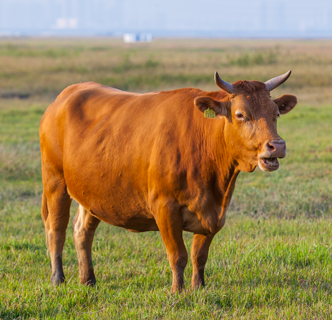 Sancheong Beef