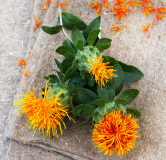 Mugwort_Safflower seed