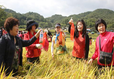 抓稻蝗大会