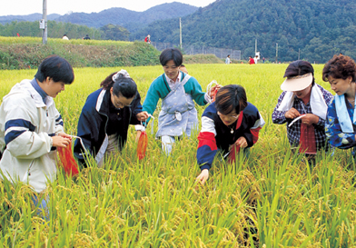 Grasshopper Catching Festival image