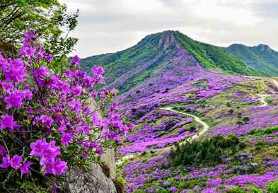 Hwangmaesan Mountain Royal Azalea Festival image