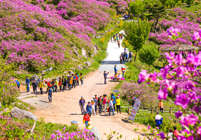 Hwangmaesan Mountain Royal Azalea Festival image