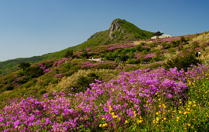 Royal Azaleas of Hwangmaesan Mountain1