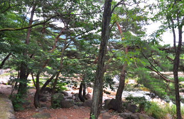 Daepo Forest