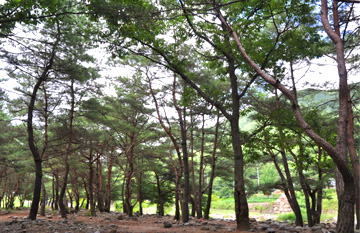 Songjeong Forest