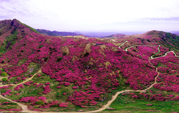 황매산 철쭉