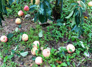 태풍으로 인한 사과 낙과 피해 사진