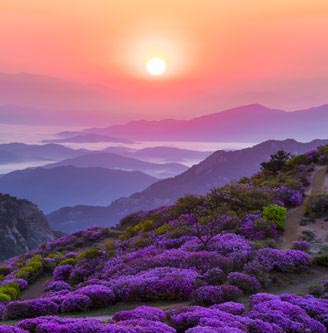 황매산 철쭉 이미지